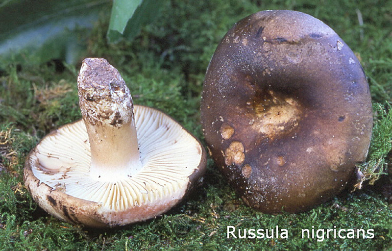 Russula nigricans-amf1712.jpg - Russula nigricans ; Nom français: Russule noircissante